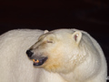 

Niedźwiedź polarny to drapieżnik –
przyjrzyjcie się jego kłom!

Fot. Piotr Andryszczak

